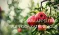 Närbild av röda äpplen på en trädgren med gröna blad.