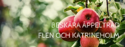 Närbild av röda äpplen som växer på en trädgren med gröna löv.