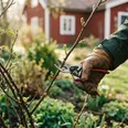 Händer i bruna läderhandskar använder sekatör för att beskära rosbuske i april. Röd stuga syns suddigt i bakgrunden.