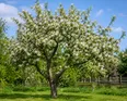 Ett blommande äppelträd täckt av vita blommor står på grönt gräs i en solig trädgård, med ett trästaket och andra träd i bakgrunden under en blå himmel med spridda moln.