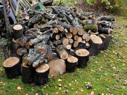 En stor hög med nyklippt och delvis mossbeklädd ved, resultatet av den senaste hjälpen med trädfällning och vedklyvning, staplade på det gröna gräset på ett uteområde. Stockarna varierar i storlek och är en del av en naturlig, trädbevuxen miljö med fallna löv utspridda.