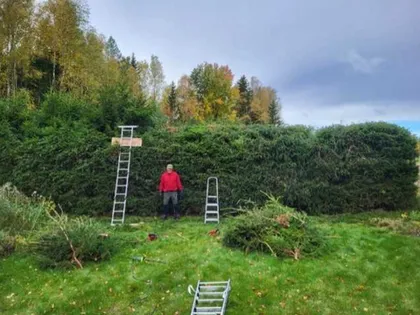 En person i röd skjorta står framför en hög, tät häck, troligen på väg att klippa granhäck. Två stegar lutar sig mot häcken med klippta grenar utspridda på marken. Bakgrunden presenterar träd med höstlövverk under en delvis molnig himmel.