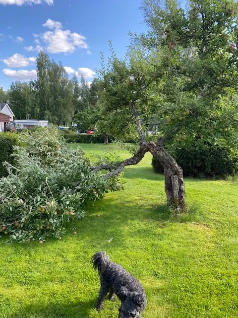 En svart lockig hund står på en grön gräsmatta och tittar på ett träd med en stor bruten gren. Trädet är delvis nedfallet men fortfarande fäst, med hus och grönska i bakgrunden under en halvmolnig himmel.
