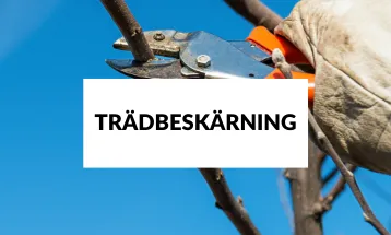 Trädgårdsarbetare med handskar som klipper en trädgren med sekatör mot klarblå himmel.