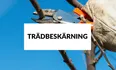 Trädgårdsarbetare med handskar som klipper en trädgren med sekatör mot klarblå himmel.