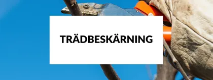 Beskärning av trädgren med sekatör mot klarblå himmel i Flen och Katrineholm.